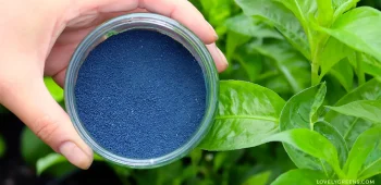 indigo-pigment-extraction-1